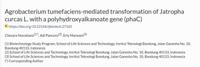 Agrobacterium tumefaciens mediated transformation of Jatropha curcas L  with a polyhydroxyalkanoate gene  phaC    Novatiano   Indonesian Journal of Biotechnology.png